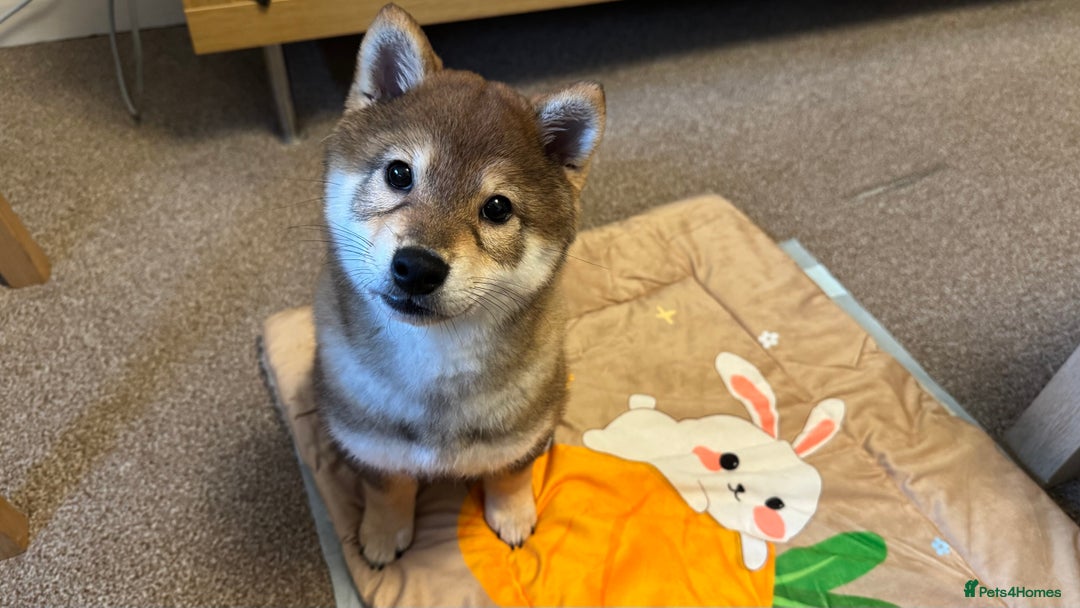 Japanese Shiba Inu dogs for sale: Chunky Mame Shiba Inu with NMSA Certificate - Image 3
