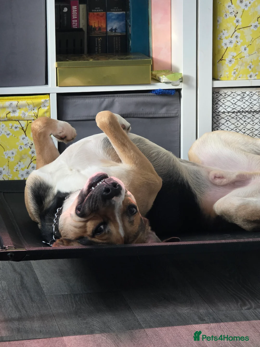 Mixed Breed dogs for sale: Huntway cross - Advert 3