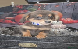 Mixed Breed dogs for sale: Pomweenies 💕💕 - Image 4