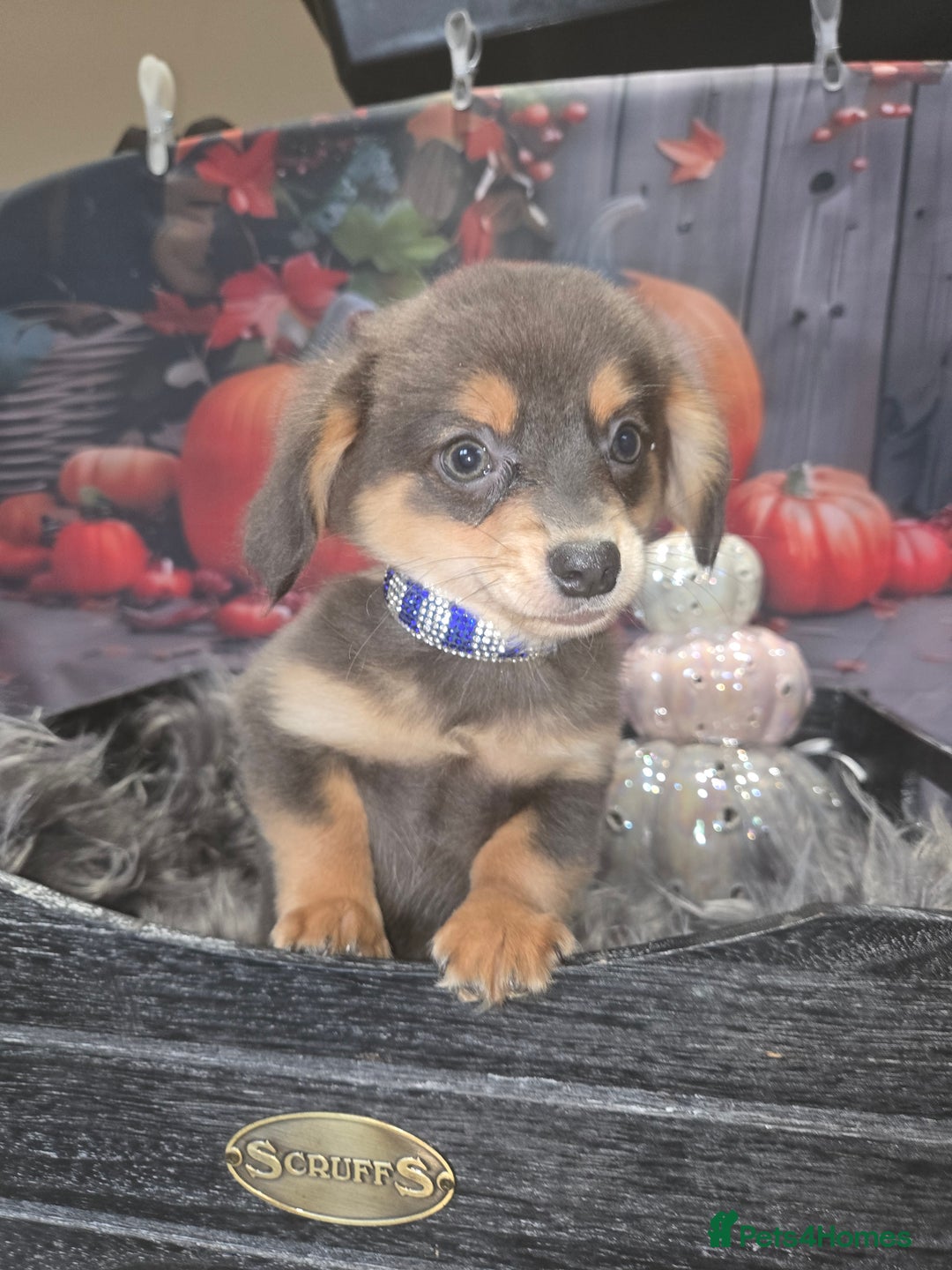 Mixed Breed dogs for sale: Pomweenies 💕💕 - Image 4