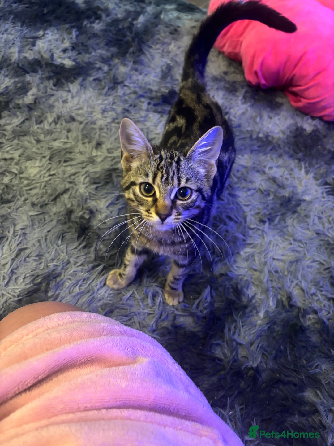 Mixed Breed cats for sale: 2x kittens 1x female 17 weeks & 1x male 8 weeks - Image 2