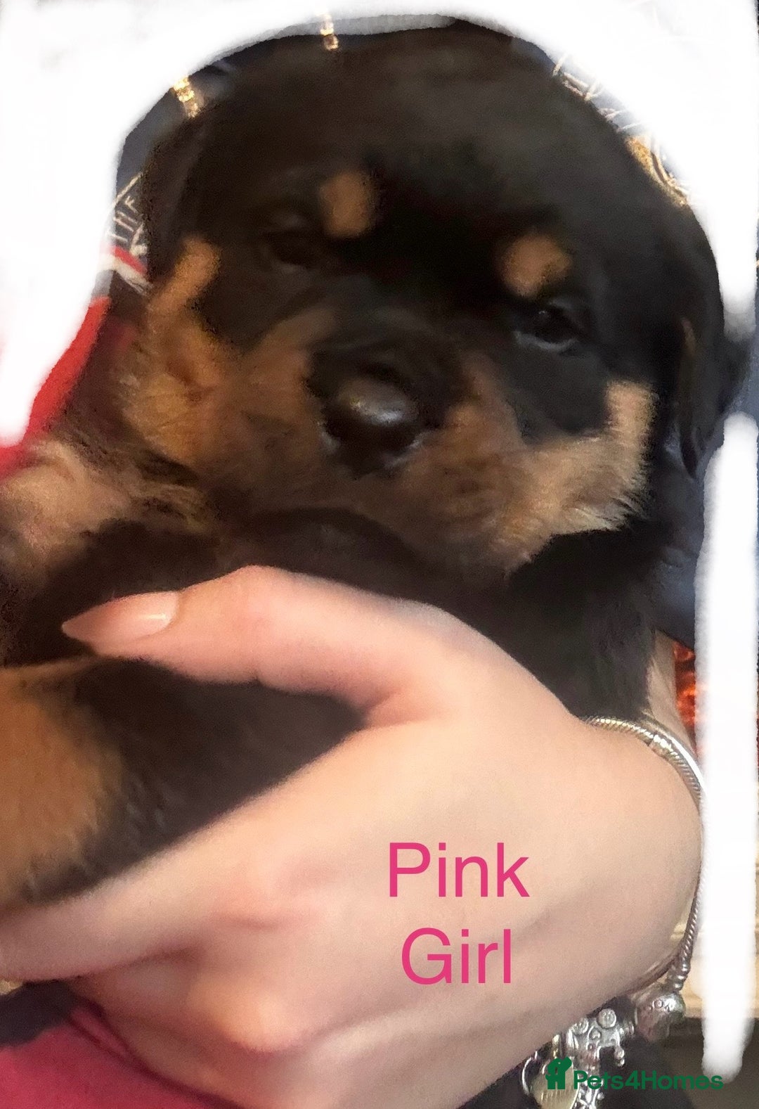 Rottweiler dogs for sale: **7 Pure Breed Rottweiler puppies** - Advert 7