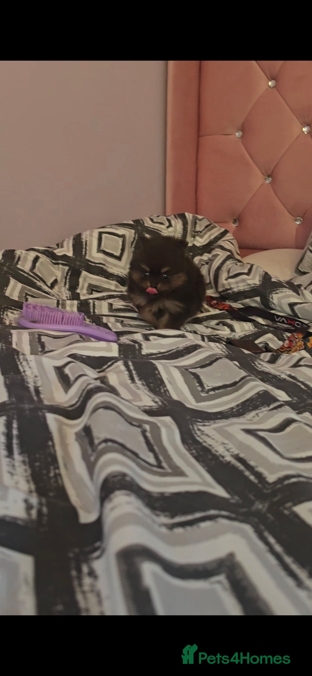 Pomeranian dogs for sale: MINI 2 Girls left, boy sold!  - Image 21