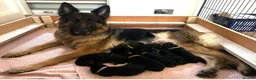 German Shepherd dogs for sale: German Shepard puppie - Advert 5