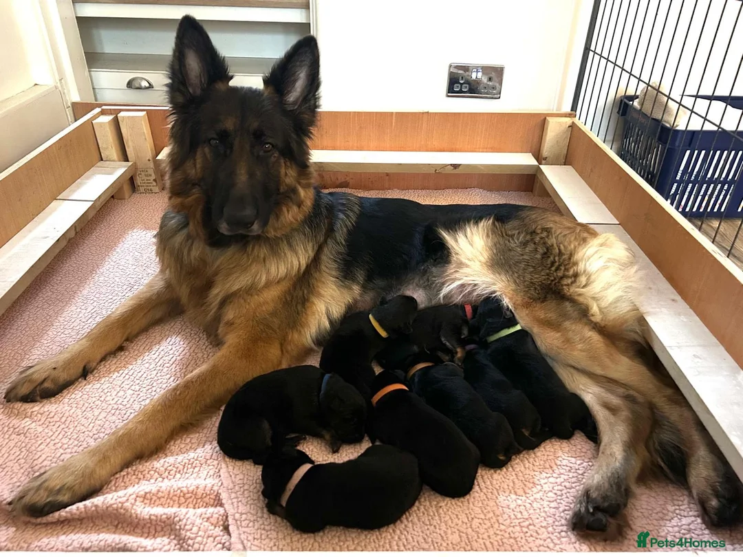 German Shepherd dogs for sale: German Shepard puppie - Advert 5