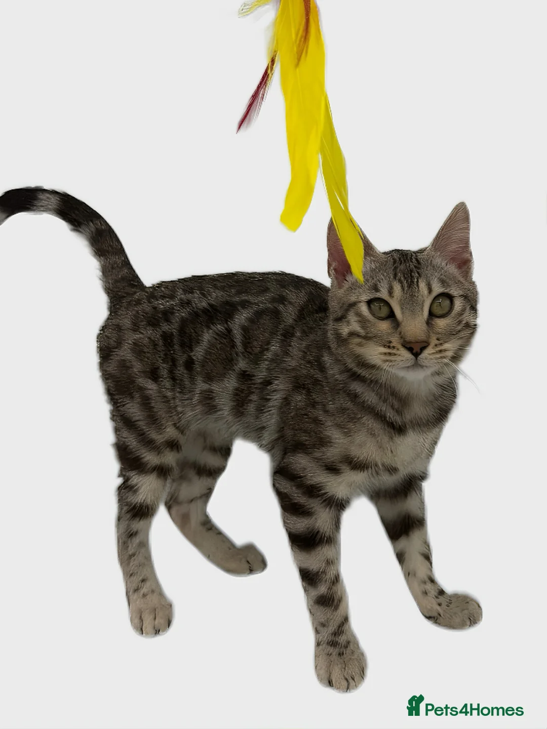 Bengal cats for sale: 🐆✨ LAST KITTEN 6TH TICA GENERATION BENGAL🐆✨ - Advert 31