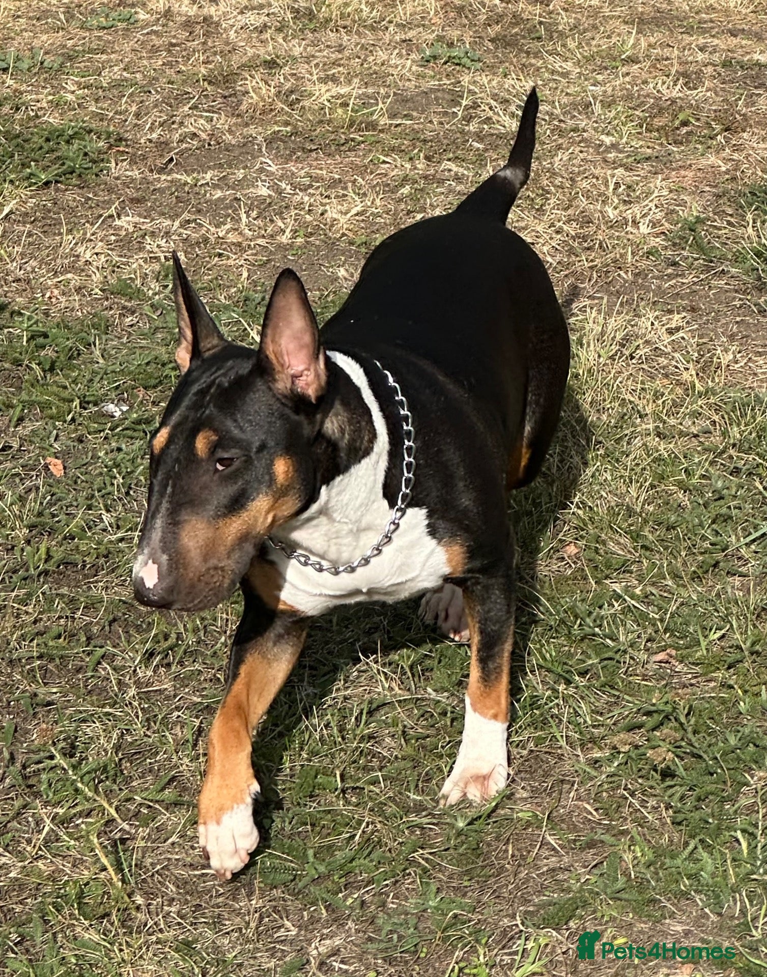 English Bull Terrier dogs UK Champion Bloodline Puppies Waiting List Open - Advert 2