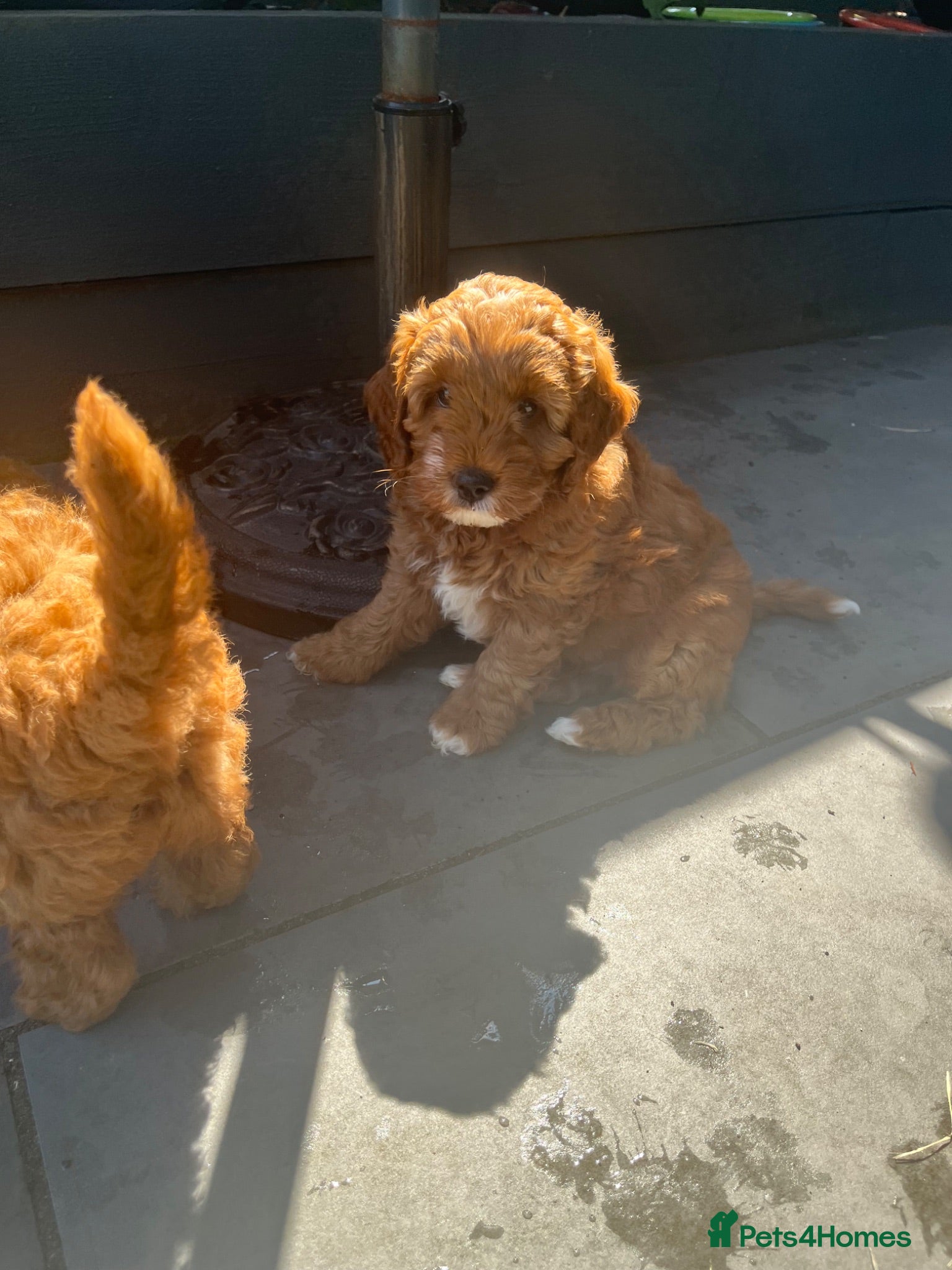 Cockapoo dogs Cockapoo puppies  - Advert 1
