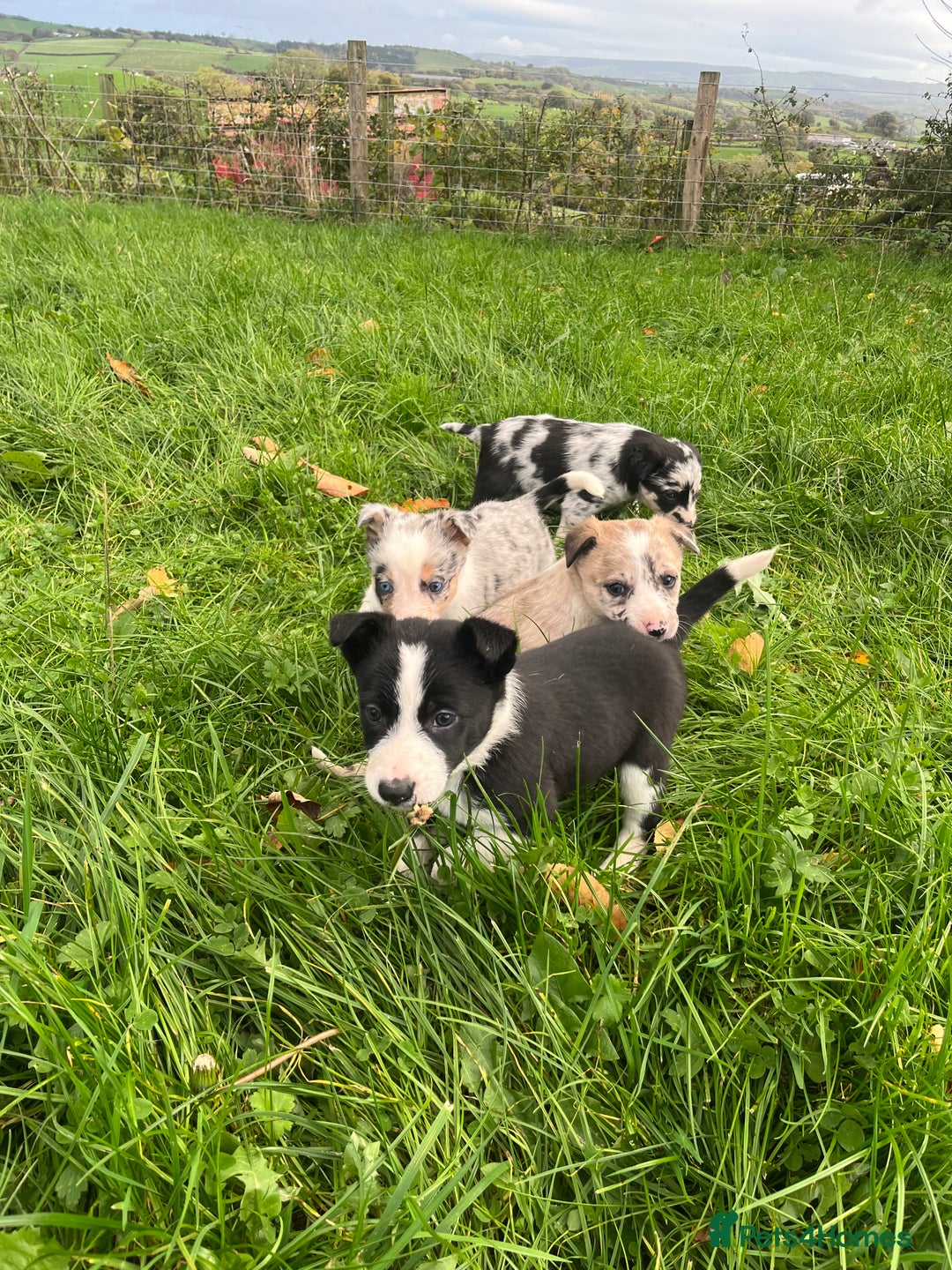 Border Collie dogs for sale: Red merle girl  - Advert 9