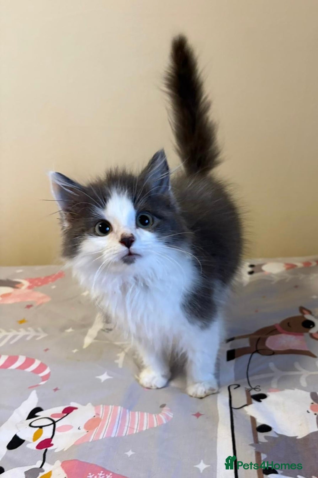 Ragdoll cats for sale: Ragdoll cross British Shorthair Kitten - Advert 8