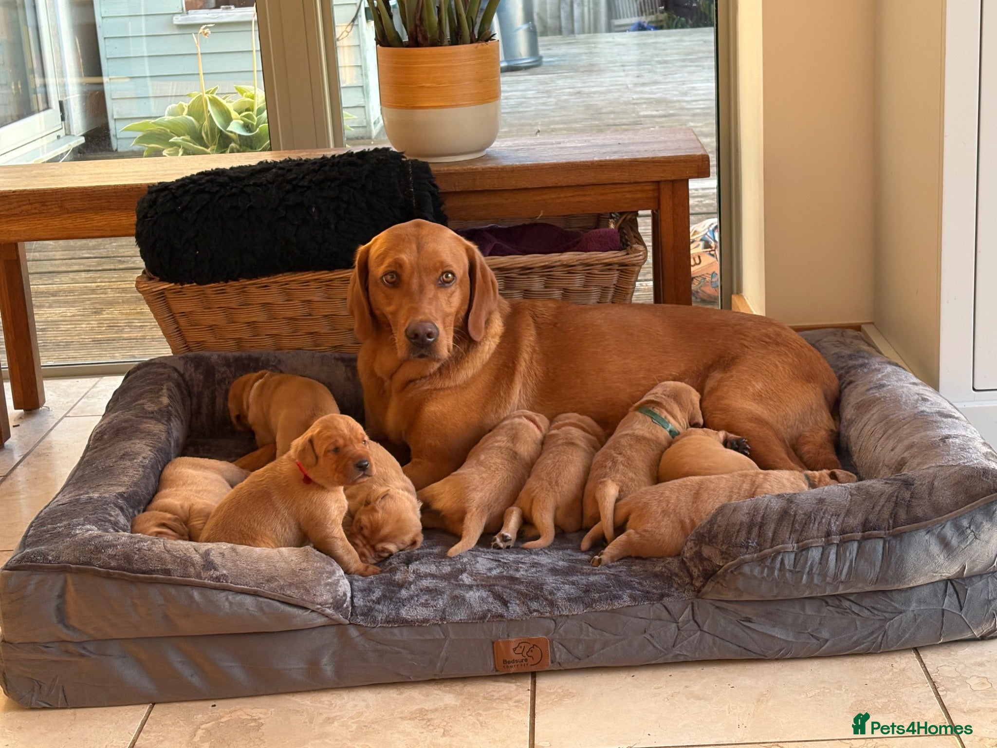 Labrador Retriever dogs Beautiful fox red KC registered litter - Advert 4