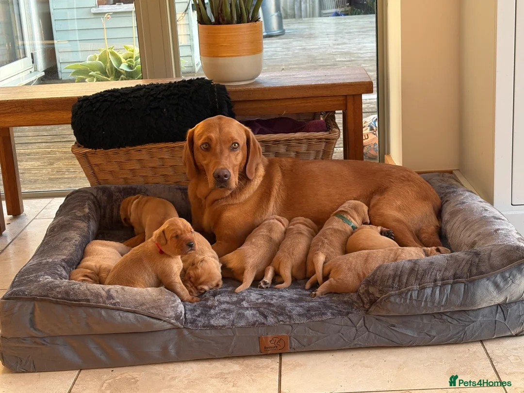Labrador Retriever dogs for sale: Beautiful fox red KC registered litter in Bristol - Advert 1