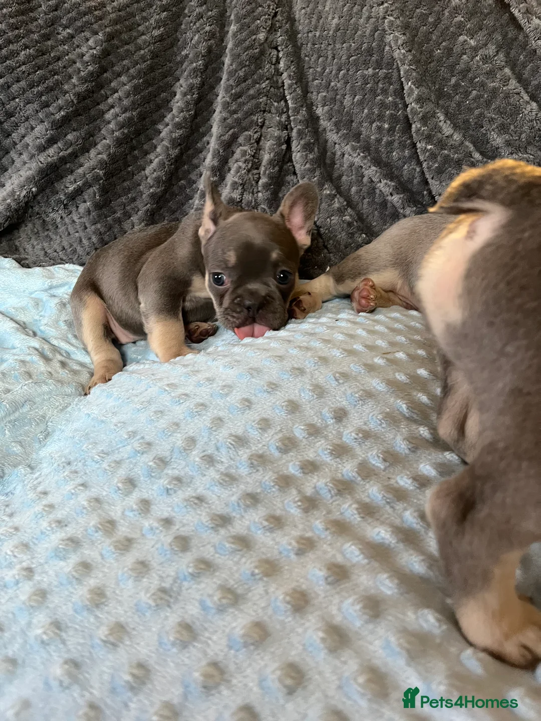 French Bulldog dogs for sale: Adorable French Bulldog puppies - Advert 3