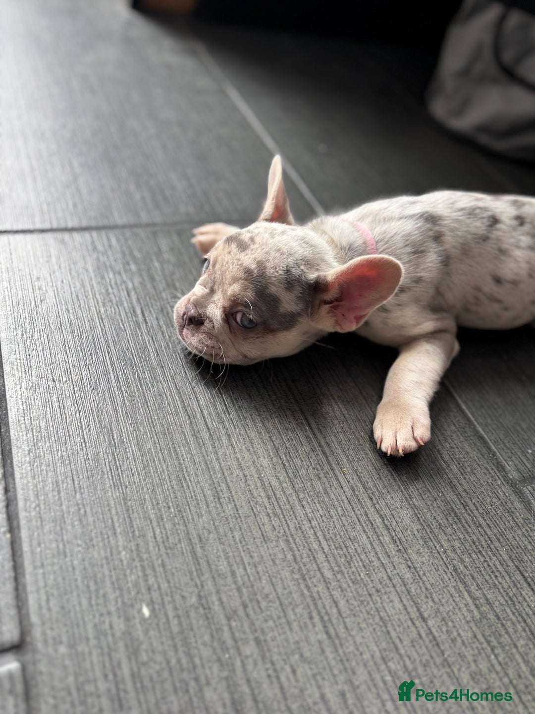 French Bulldog dogs for sale: French Bull Dog Puppies! - Image 10