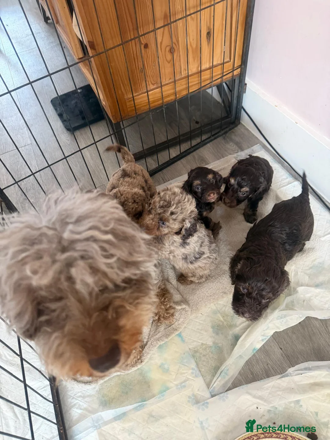 Cockapoo dogs for sale: F4 Cockapoo's for sale  - Advert 2