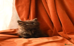British Longhair cats for sale: 4 British Longhair x Persian Chinchilla Kittens  - Image 7