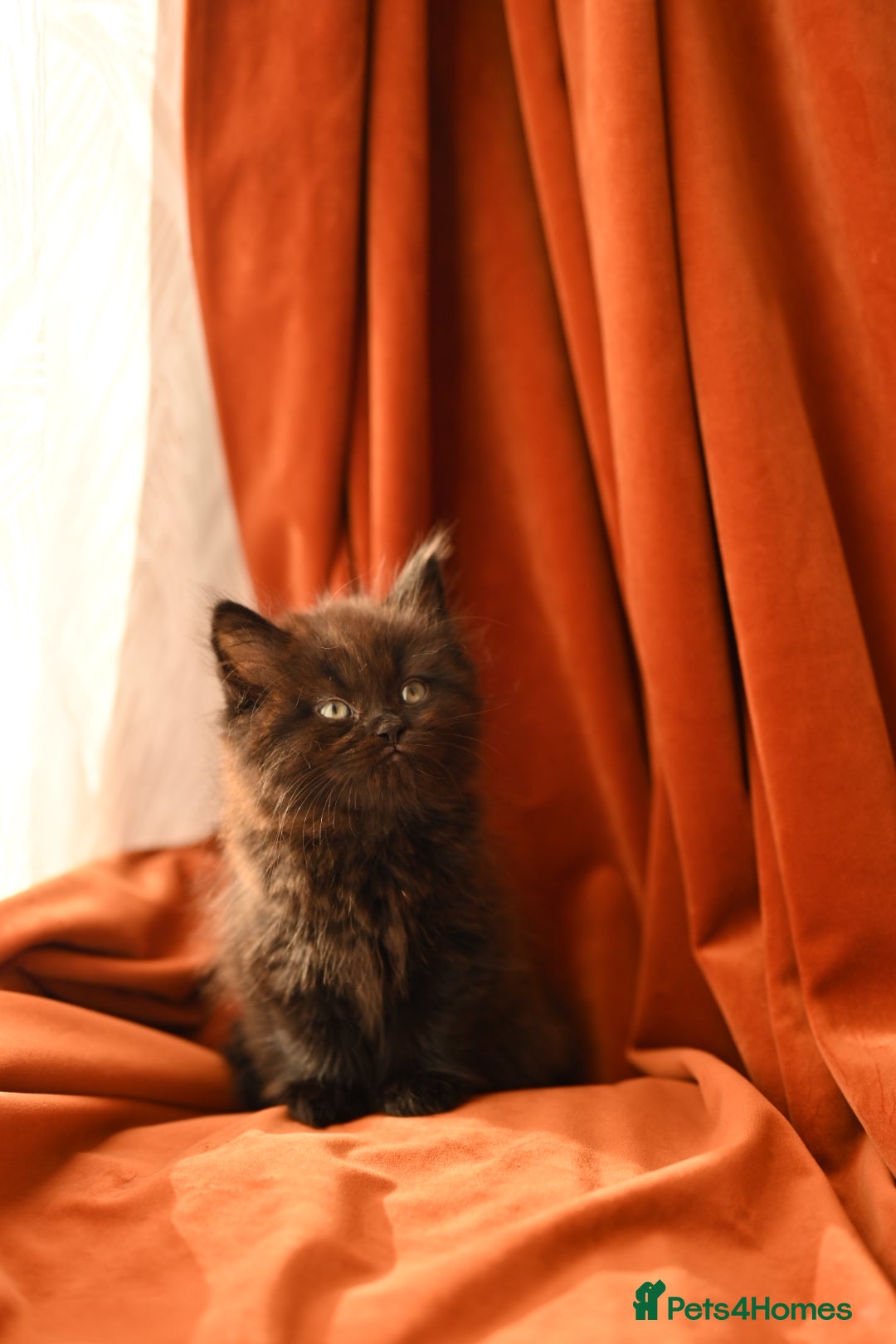 British Longhair cats for sale: 4 British Longhair x Persian Chinchilla Kittens  - Image 7
