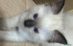 Ragdoll cats for sale: Exquisite 6th Gen*  PUREBREED Ragdoll Kittens - Image 8