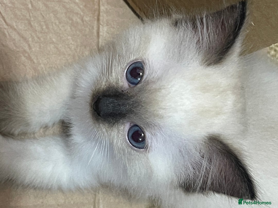 Ragdoll cats for sale: Exquisite 6th Gen*  PUREBREED Ragdoll Kittens - Image 8