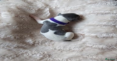 Whippet dogs - Advert 5