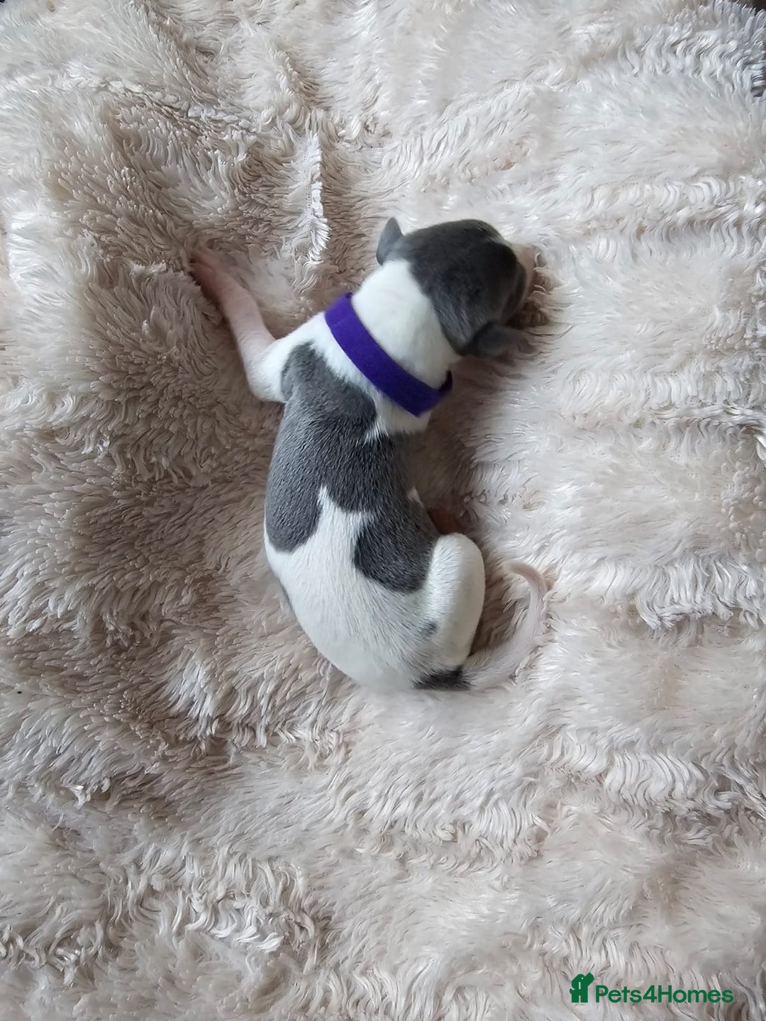 Whippet dogs for sale: Rare colours full pedigree KC Reg whippet pups  - Image 3