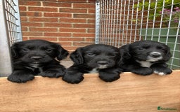 Cocker Spaniel dogs for sale: Ready to go -Quality Working Cocker Spaniel KC reg in Stone - Image 1