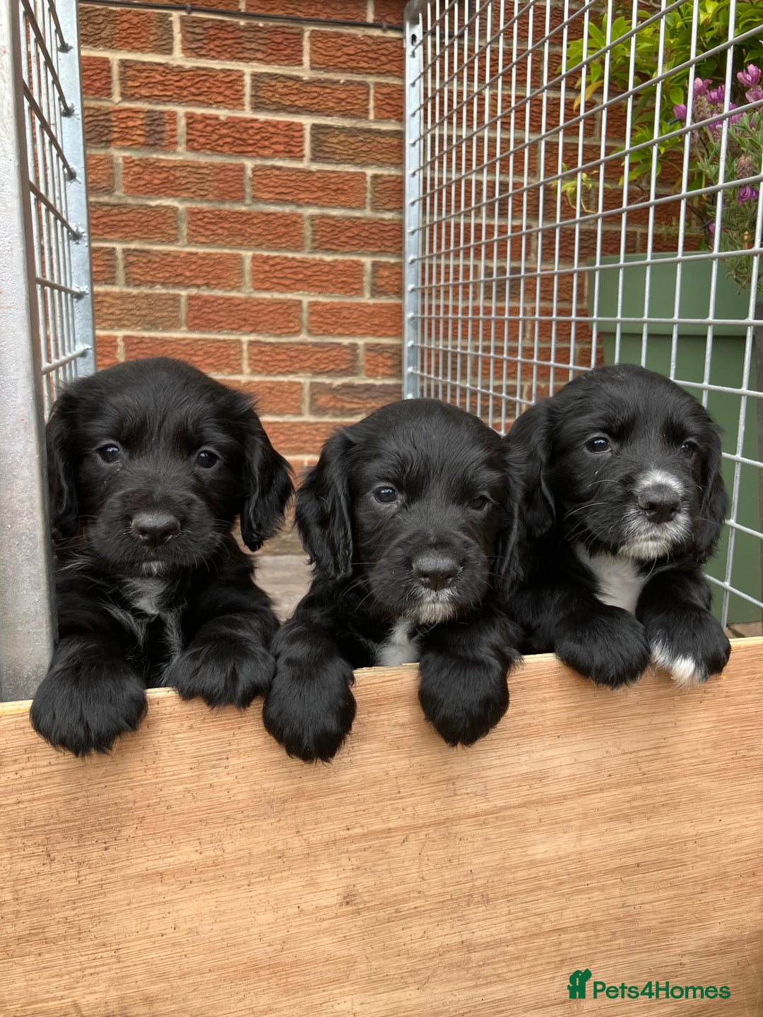 Cocker Spaniel dogs for sale: Ready to go -Quality Working Cocker Spaniel KC reg in Stone - Image 1