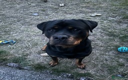 Rottweiler dogs for stud: For Stud - Image 5