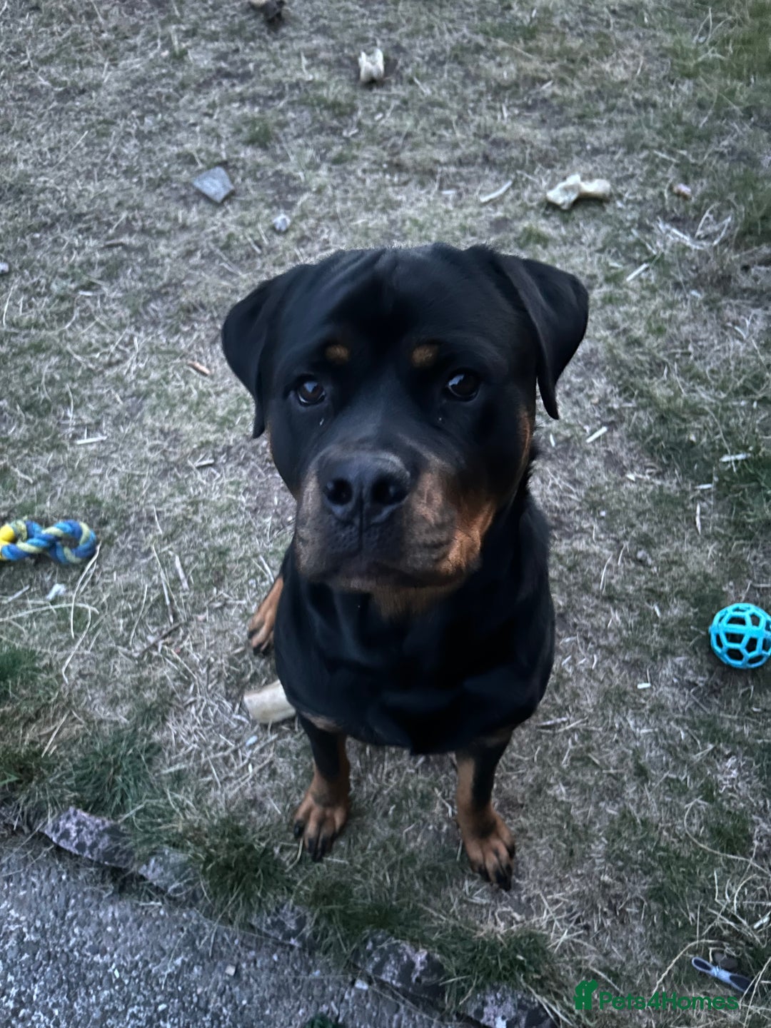 Rottweiler dogs for stud: For Stud - Image 5