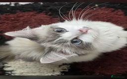 Ragdoll cats for sale: Cattiness Ragdoll - Image 6