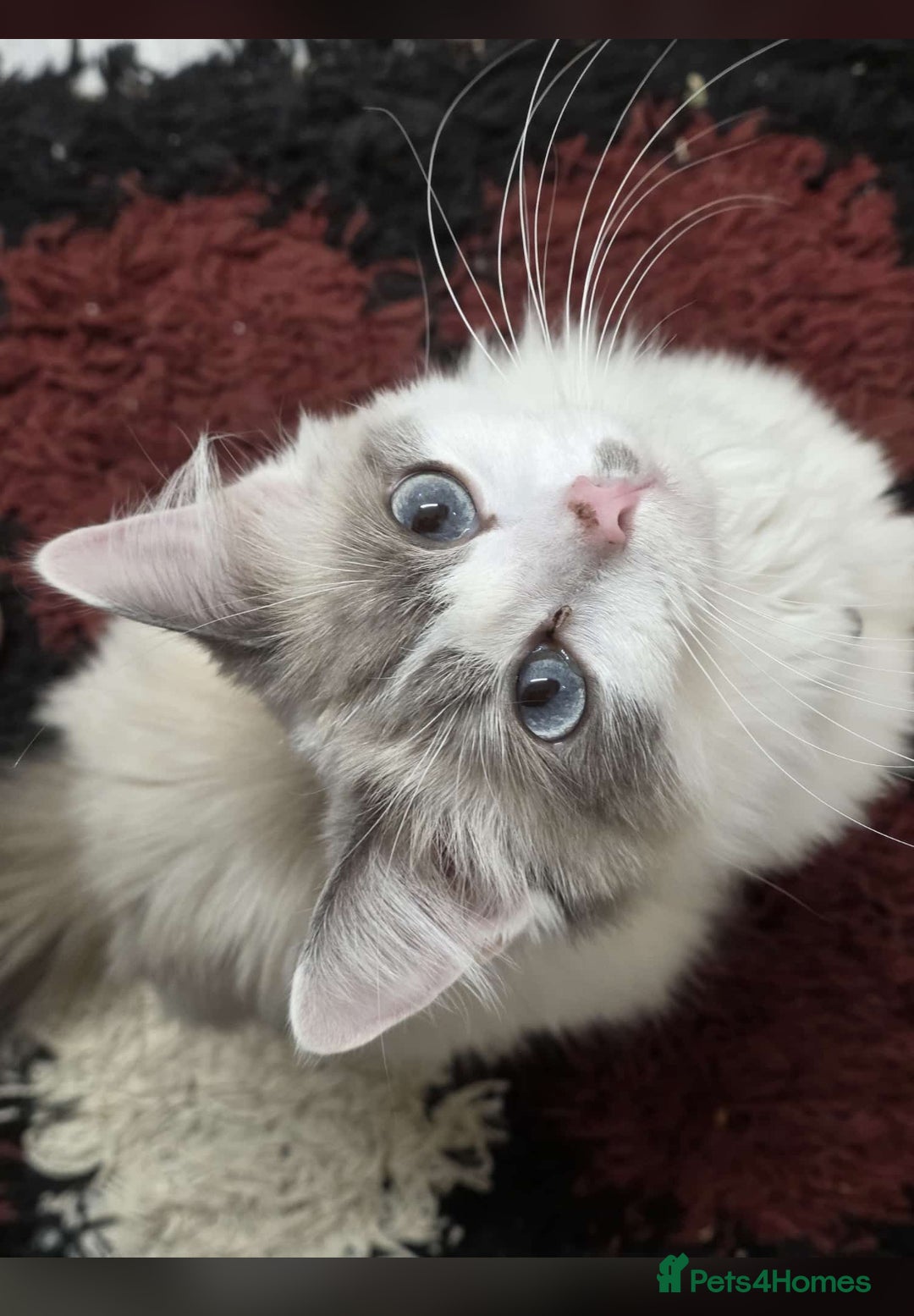 Ragdoll cats for sale: Cattiness Ragdoll - Image 6