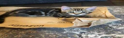 Bengal cats for sale: Beautiful Bengal kitten in Whitchurch - Advert 1