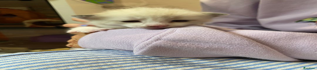 Mixed Breed Kitten 1