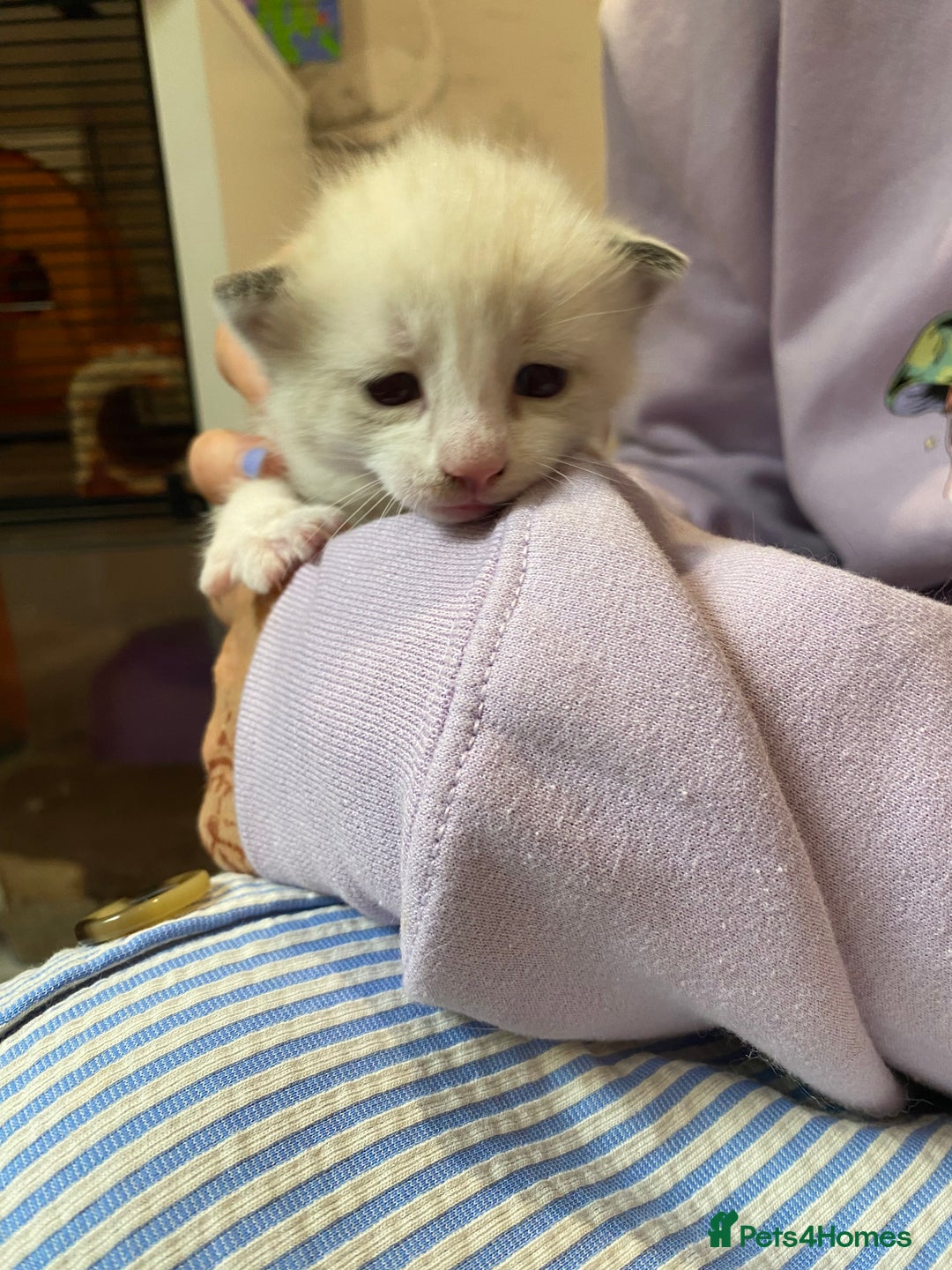 Mixed Breed cats for sale: Four mixed breed kittens for sale - Image 7