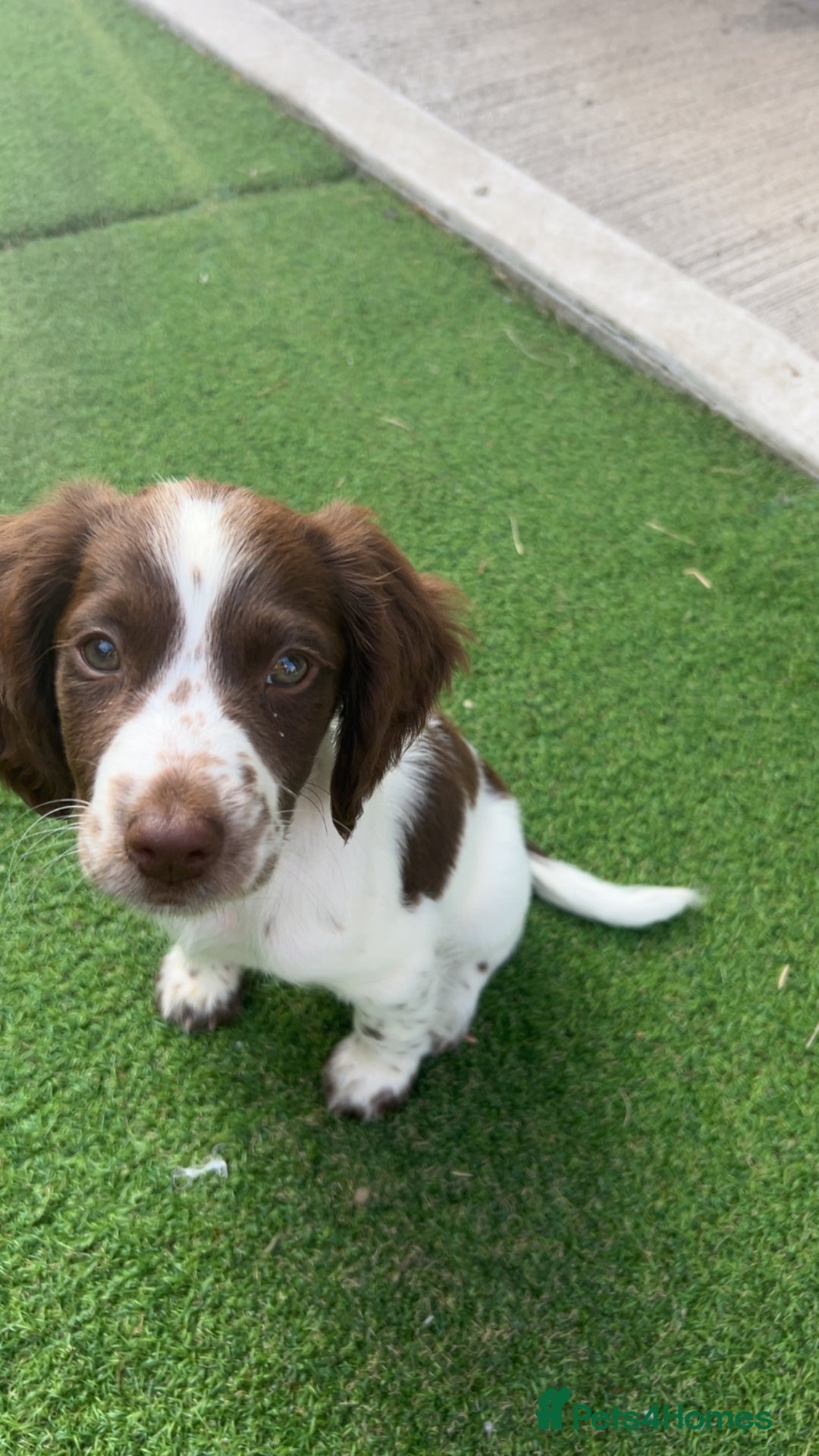 English Springer Spaniel dogs for sale: Springer spaniel  - Image 3