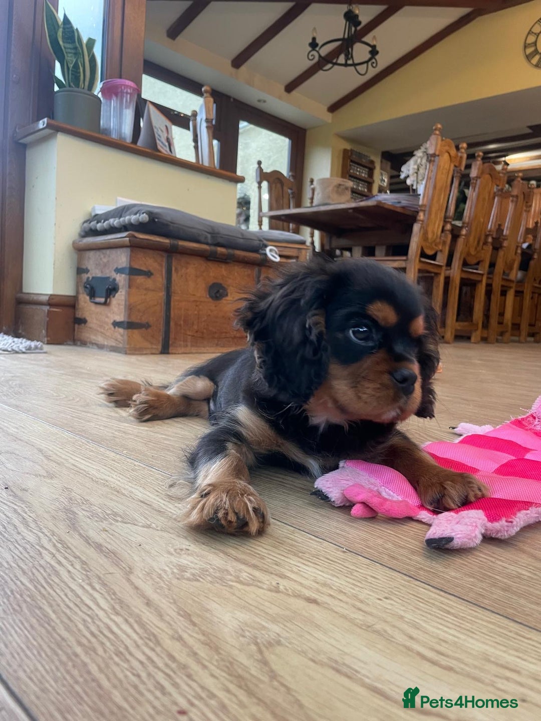 Cavalier King Charles Spaniel dogs for sale: Beautiful cavalier king charles puppy for sale - Advert 5