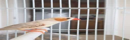 Finches birds for sale: Mixed aviary born Zebra Finch - Advert 7