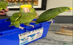 Parrots birds for sale: BABY HANDREARED DOUBLE YELLOW HEADED AMAZONS - Image 9