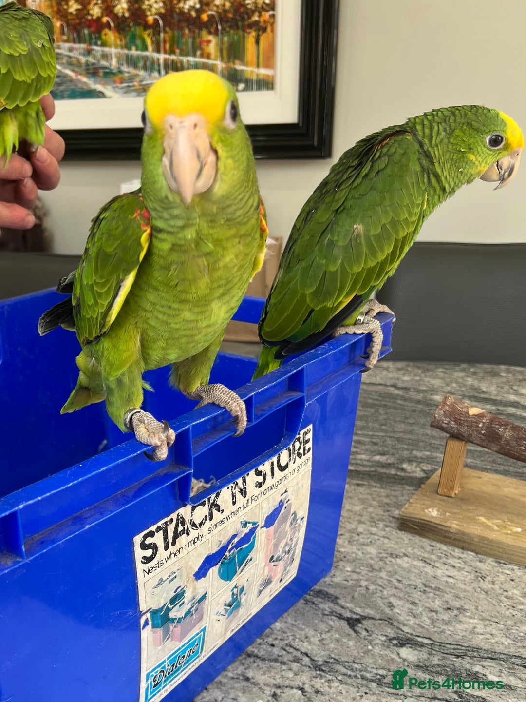 Parrots birds for sale: BABY HANDREARED DOUBLE YELLOW HEADED AMAZONS - Image 9