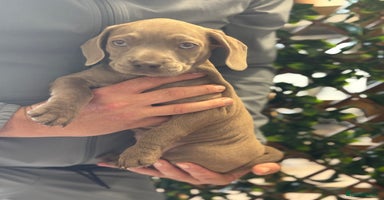 Mixed Breed dogs - Advert 12