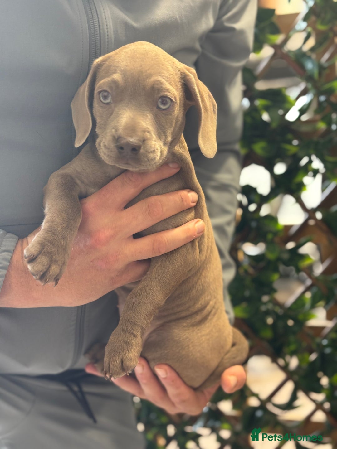 Mixed Breed dogs for sale: 2 beautiful French wiener girls  - Image 3