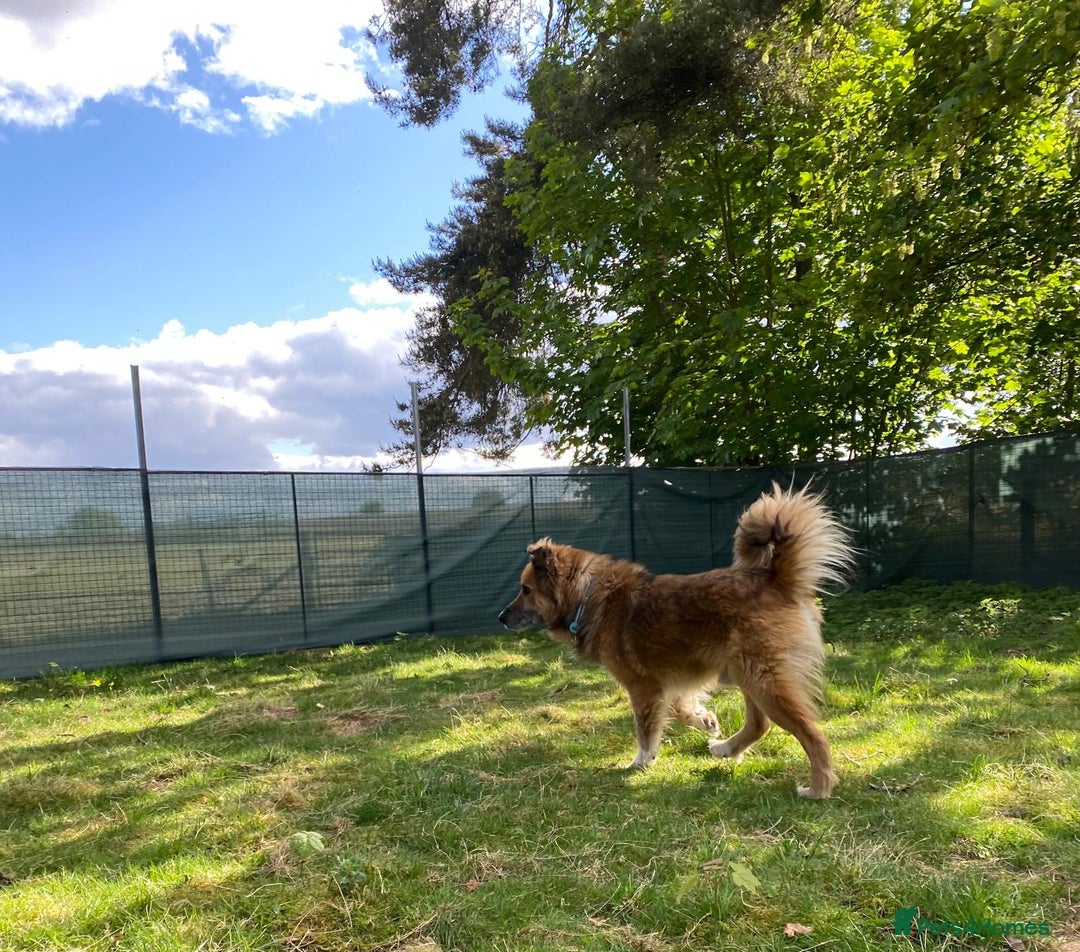 Mixed Breed dogs for adoption: BENNY - a loyal and gentle boy for a Loving Home - Image 27