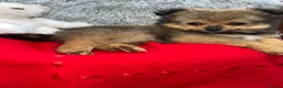 Pomeranian dogs for sale: Only two beautiful Pomeranian babies left - Advert 8