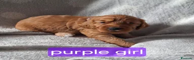 Cockapoo 6