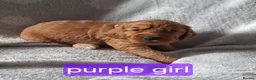 Cockapoo dogs for sale: F1B cockapoo puppies  - Advert 4