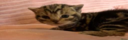 British Shorthair cats for sale: Beautiful bsh kittens  - Advert 17