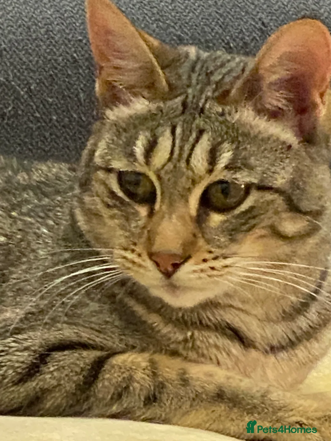 Savannah cats for sale: FULL PEDIGREE SAVANNAH girl KITTEN F5 SBT - Advert 2