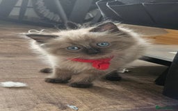 Ragdoll cats for sale: Beautiful Ragdoll Kittens  - Image 4
