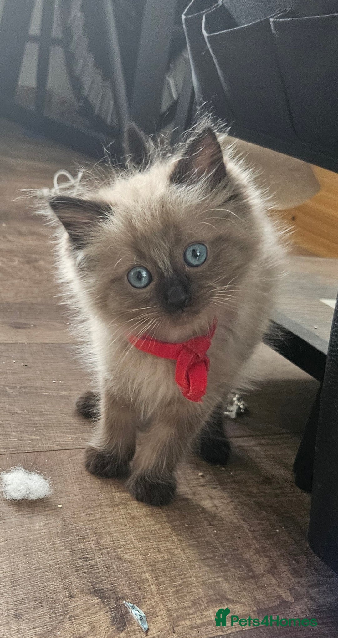 Ragdoll cats for sale: Beautiful Ragdoll Kittens  - Image 4