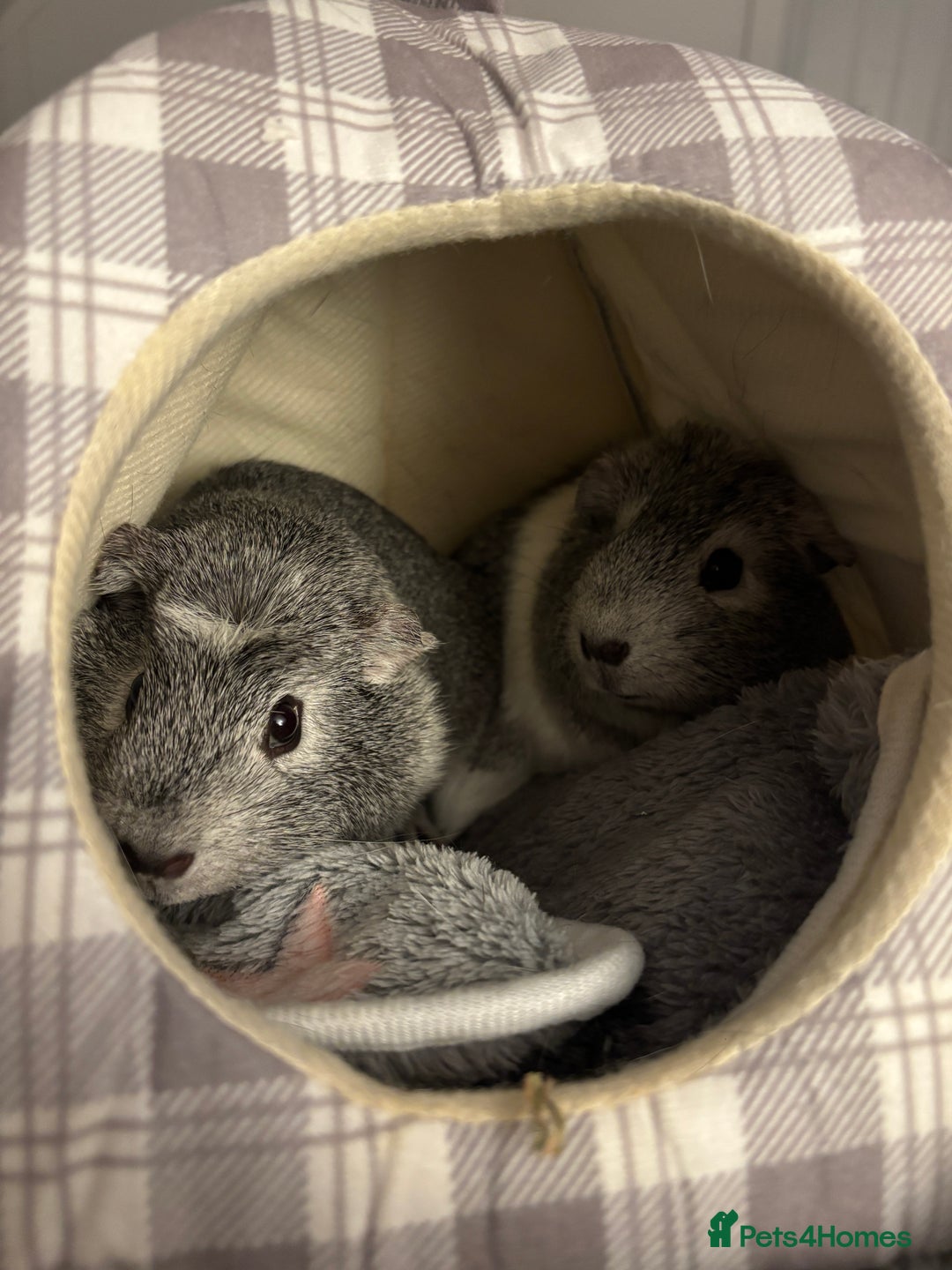 Guinea Pig rodents for sale: Gorgeous young guinea pigs  - Advert 1